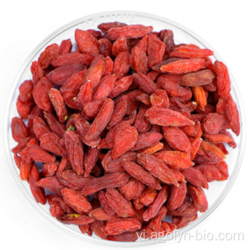 Nồng độ cao các chất dinh dưỡng Goji Berry